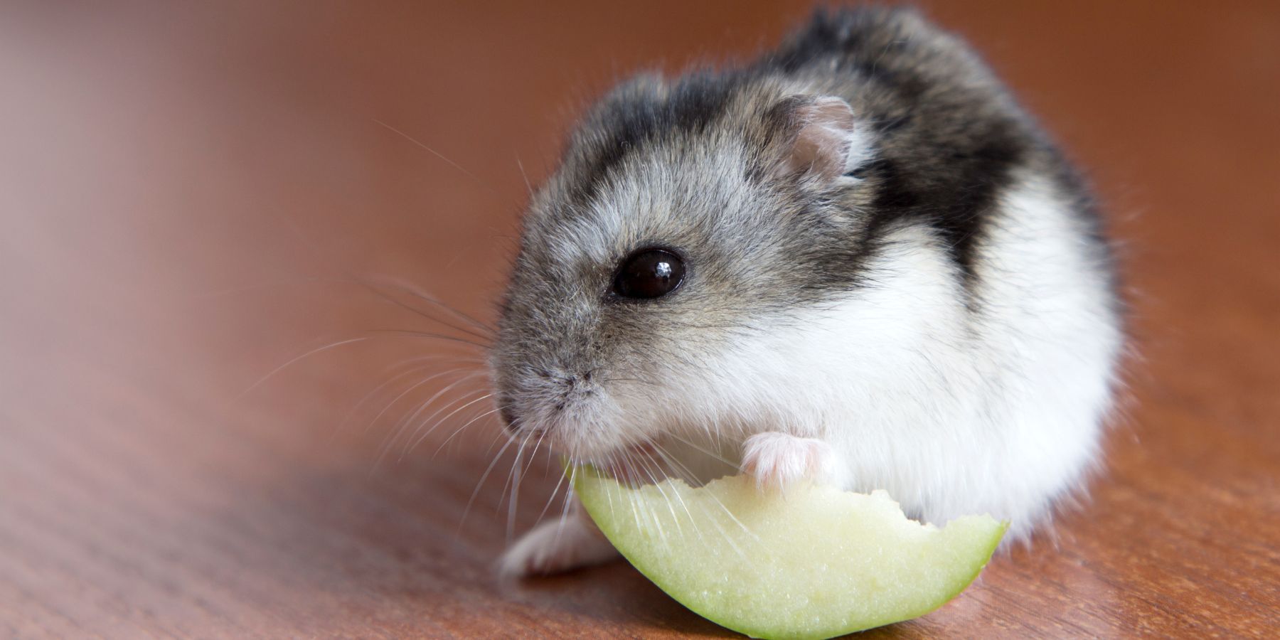 Can Hamsters Eat Green Apples? (Top 5 Apple Feeding Tips)